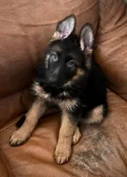 Red, a female German Shepherd Dog for sale in Calhan, CO – Photo 2 of 7