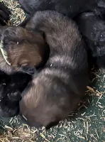 Enoch, a male German Shepherd Dog for sale in Calhan, CO – Photo 3 of 3