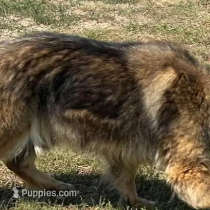 Enoch – German Shepherd Dog puppy for sale in Calhan, CO