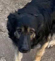 Prinepesa, a female German Shepherd Dog for sale in Calhan, CO – Photo 1 of 4