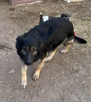 Prinepesa, a female German Shepherd Dog for sale in Calhan, CO – Photo 2 of 4