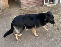 Prinepesa, a female German Shepherd Dog for sale in Calhan, CO – Photo 3 of 4