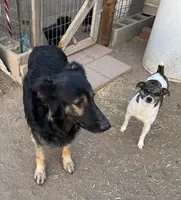 Prinepesa, a female German Shepherd Dog for sale in Calhan, CO – Photo 4 of 4