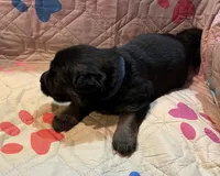 Long Coat Simon, a male German Shepherd Dog for sale in Calhan, CO – Photo 2 of 5