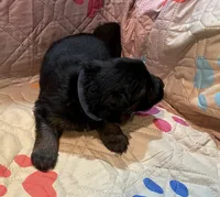 Long Coat Simon, a male German Shepherd Dog for sale in Calhan, CO – Photo 3 of 5