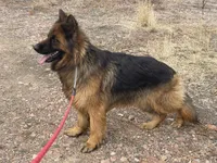 Lena Abba Criadero De Kac, a female German Shepherd Dog for sale in Calhan, CO – Photo 2 of 3