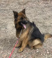Lena Abba Criadero De Kac, a female German Shepherd Dog for sale in Calhan, CO – Photo 1 of 3