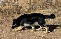 Lolly, a female German Shepherd Dog for sale in Calhan, CO – Photo 4 of 5