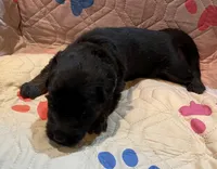 Lolly, a female German Shepherd Dog for sale in Calhan, CO – Photo 3 of 5