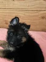 Pinky, a female German Shepherd Dog for sale in Calhan, CO – Photo 5 of 7