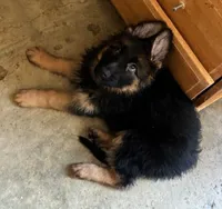 Pinky, a female German Shepherd Dog for sale in Calhan, CO – Photo 3 of 7