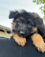 Pinky, a female German Shepherd Dog for sale in Calhan, CO – Photo 4 of 7