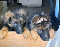 Pinky, a female German Shepherd Dog for sale in Calhan, CO – Photo 1 of 7