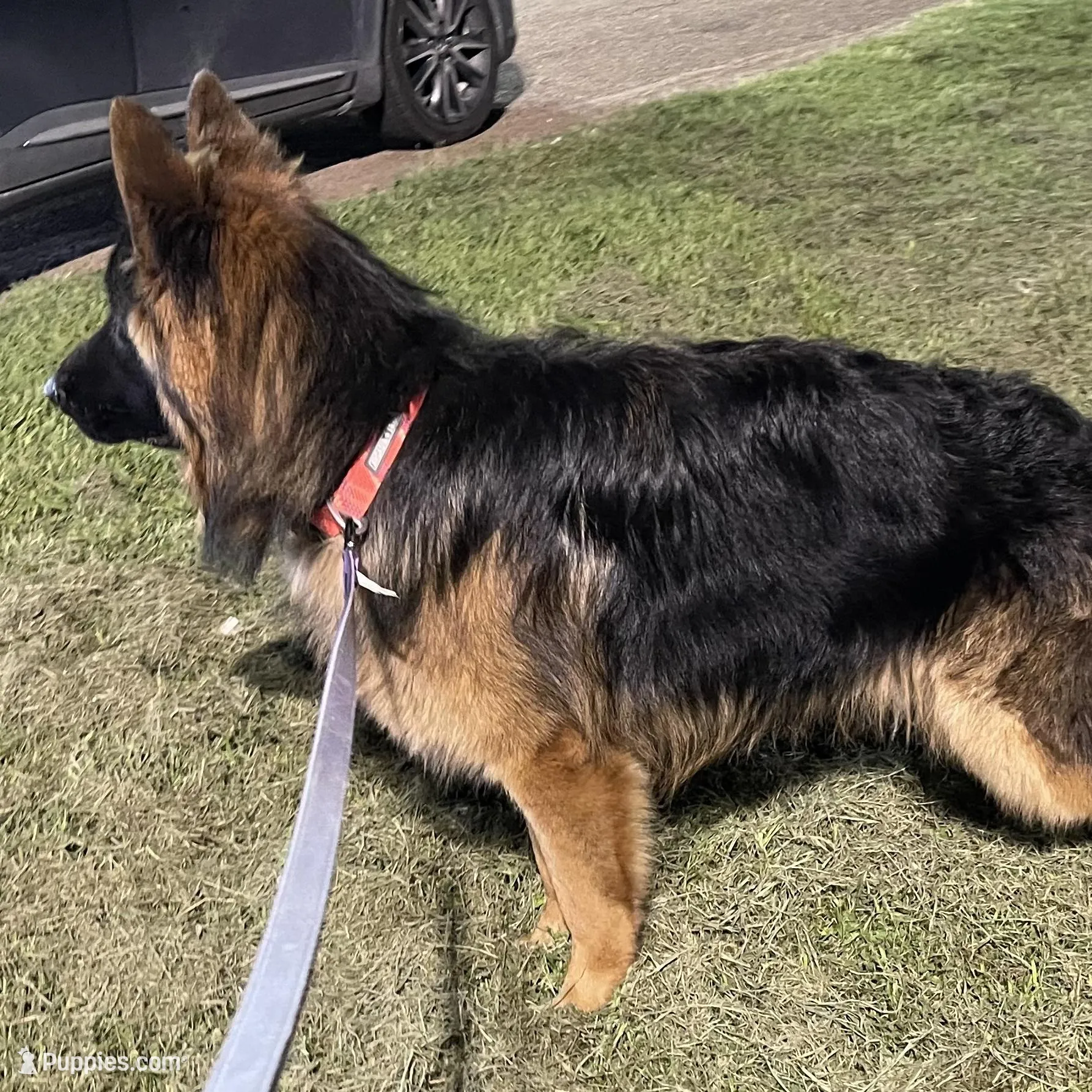 Moses, a male German Shepherd Dog for sale in Calhan, CO – Photo 3 of 3
