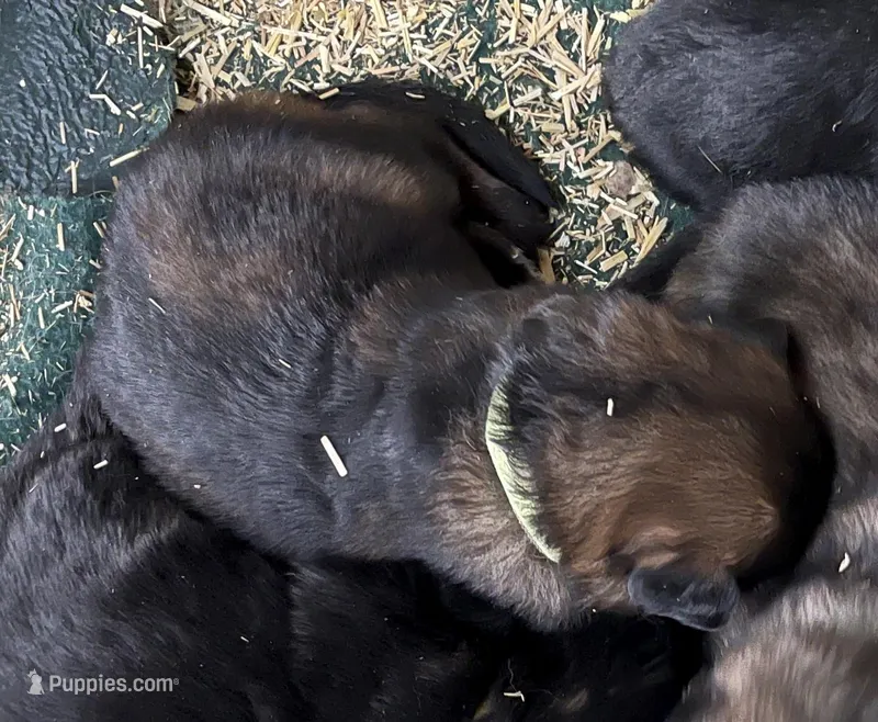 Moses – German Shepherd Dog puppy for sale in Calhan, CO