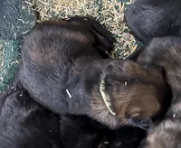 Moses, a male German Shepherd Dog for sale in Calhan, CO – Photo 2 of 3