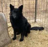 Poppy, a female German Shepherd Dog for sale in Calhan, CO – Photo 4 of 4
