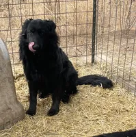 Poppy, a female German Shepherd Dog for sale in Calhan, CO – Photo 1 of 4