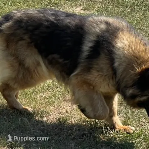 Adam, a male German Shepherd Dog for sale in Calhan, CO – Photo 2 of 2
