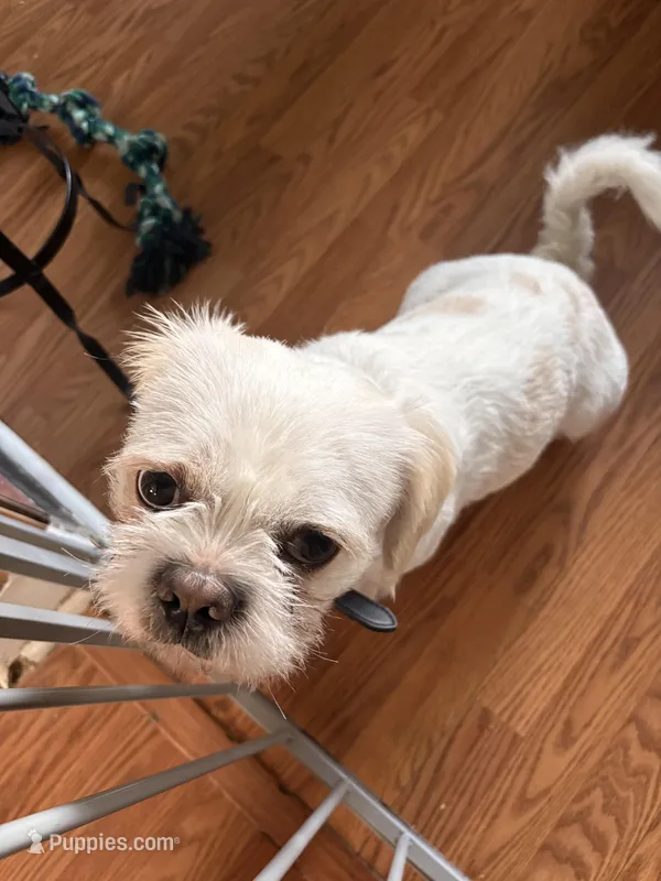 Rocky – French Bulldog, Poodle - Miniature  puppy for sale in Mundelein, IL