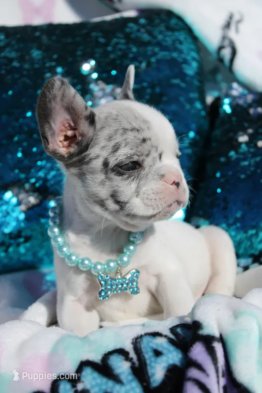 Jackson  – French Bulldog puppy for sale in Port St. Lucie, FL