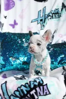 Jackson , a male French Bulldog for sale in Port St. Lucie, FL – Photo 4 of 5