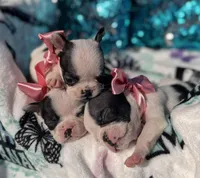 Miley , a female French Bulldog for sale in Port St. Lucie, FL – Photo 3 of 5