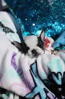 Miley , a female French Bulldog for sale in Port St. Lucie, FL – Photo 4 of 5