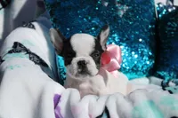 Miley , a female French Bulldog for sale in Port St. Lucie, FL – Photo 2 of 5