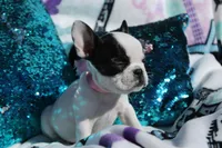 Miley , a female French Bulldog for sale in Port St. Lucie, FL – Photo 5 of 5