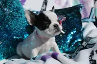 Miley , a female French Bulldog for sale in Port St. Lucie, FL – Photo 1 of 5