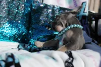 Oliver, a male French Bulldog for sale in Port St. Lucie, FL – Photo 5 of 5