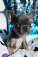 Oliver, a male French Bulldog for sale in Port St. Lucie, FL – Photo 2 of 5