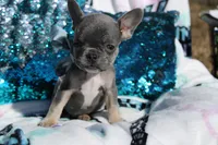 Oliver, a male French Bulldog for sale in Port St. Lucie, FL – Photo 4 of 5