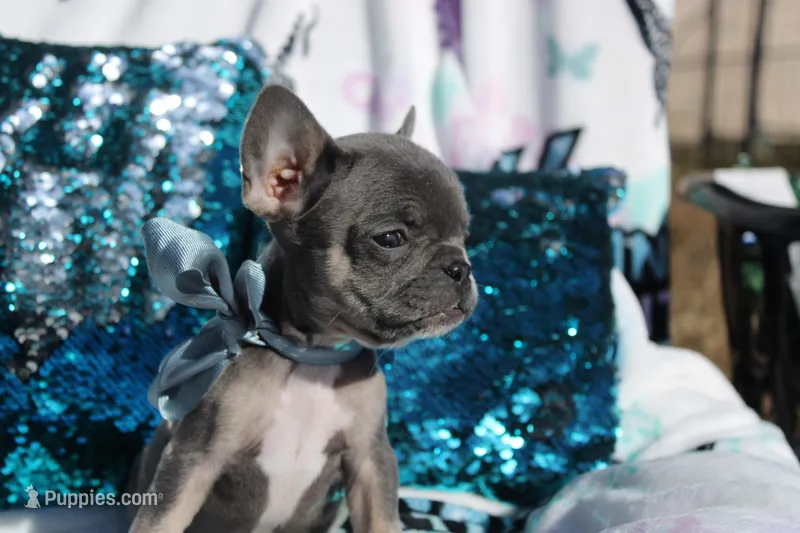 Oliver – French Bulldog puppy for sale in Port St. Lucie, FL