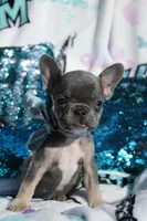 Oliver, a male French Bulldog for sale in Port St. Lucie, FL – Photo 3 of 5