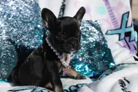 Lilly, a female French Bulldog for sale in Port St. Lucie, FL – Photo 3 of 5