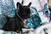 Lilly, a female French Bulldog for sale in Port St. Lucie, FL – Photo 4 of 5