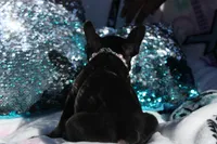 Lilly, a female French Bulldog for sale in Port St. Lucie, FL – Photo 2 of 5