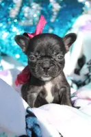Lilly, a female French Bulldog for sale in Port St. Lucie, FL – Photo 5 of 5