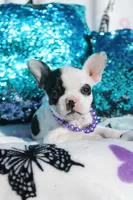 Lola, a female French Bulldog for sale in Port St. Lucie, FL – Photo 2 of 5