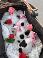 Lola, a female French Bulldog for sale in Port St. Lucie, FL – Photo 3 of 5