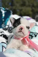 Lola, a female French Bulldog for sale in Port St. Lucie, FL – Photo 5 of 5