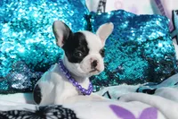 Lola, a female French Bulldog for sale in Port St. Lucie, FL – Photo 4 of 5