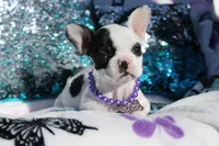 Lola, a female French Bulldog for sale in Port St. Lucie, FL – Photo 1 of 5