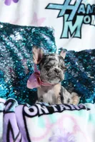 Roxy, a female French Bulldog for sale in Port St. Lucie, FL – Photo 3 of 5