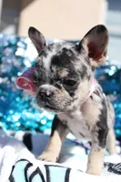 Roxy, a female French Bulldog for sale in Port St. Lucie, FL – Photo 4 of 5