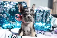 Roxy, a female French Bulldog for sale in Port St. Lucie, FL – Photo 2 of 5
