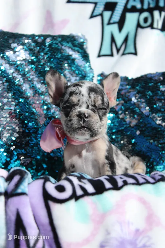 Roxy – French Bulldog puppy for sale in Port St. Lucie, FL