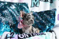 Roxy, a female French Bulldog for sale in Port St. Lucie, FL – Photo 5 of 5